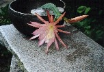 Epiphyllum